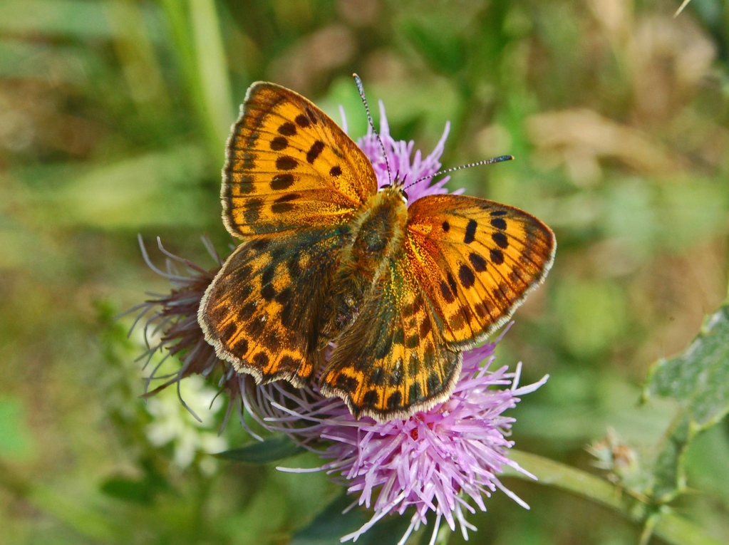 Lycaena virgaureae